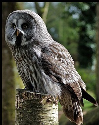 Great Grey Owl 2